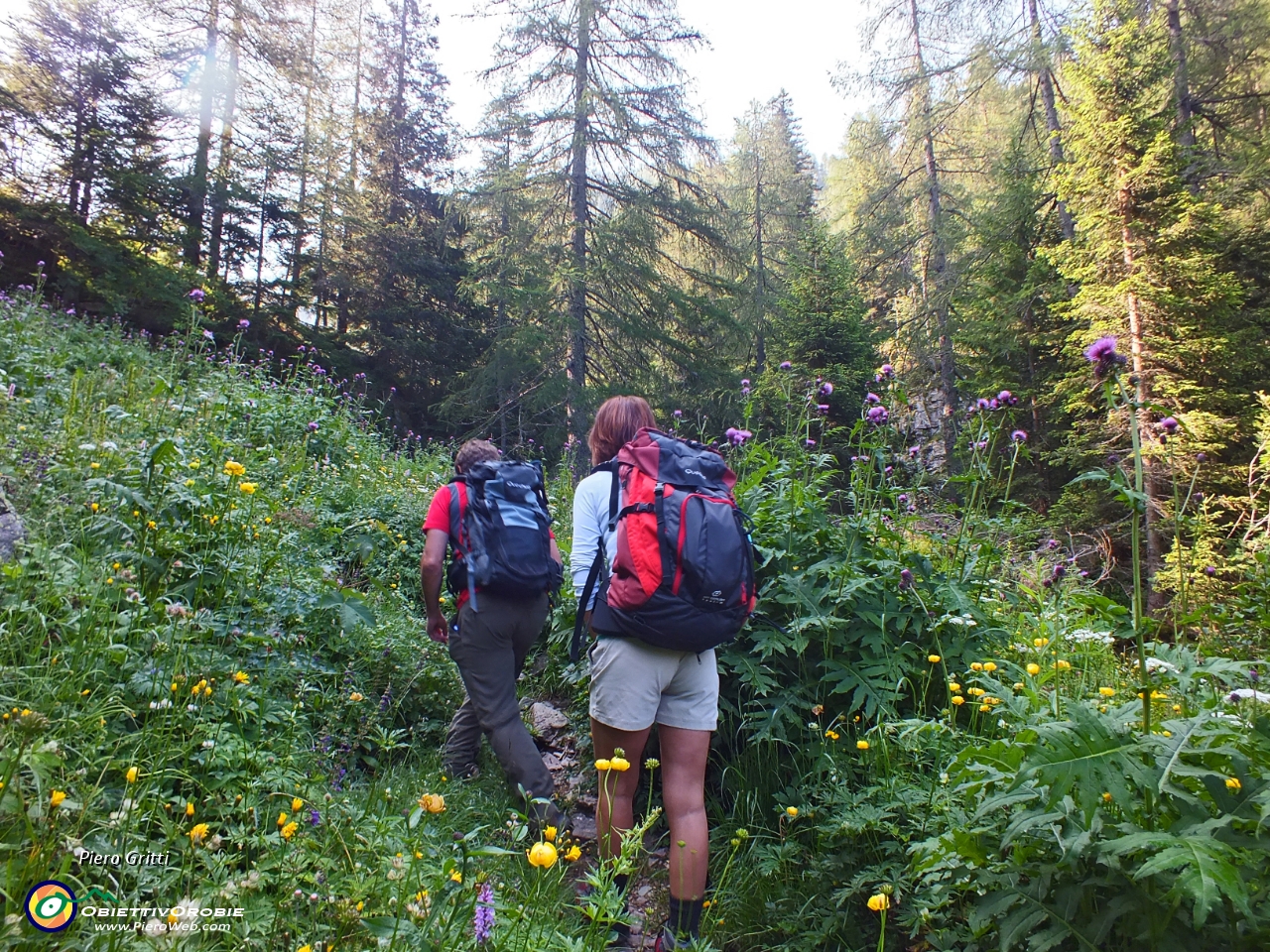 21 stretti tra piante fiorite di bardana ....JPG